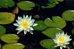 Water lilly 01 - s